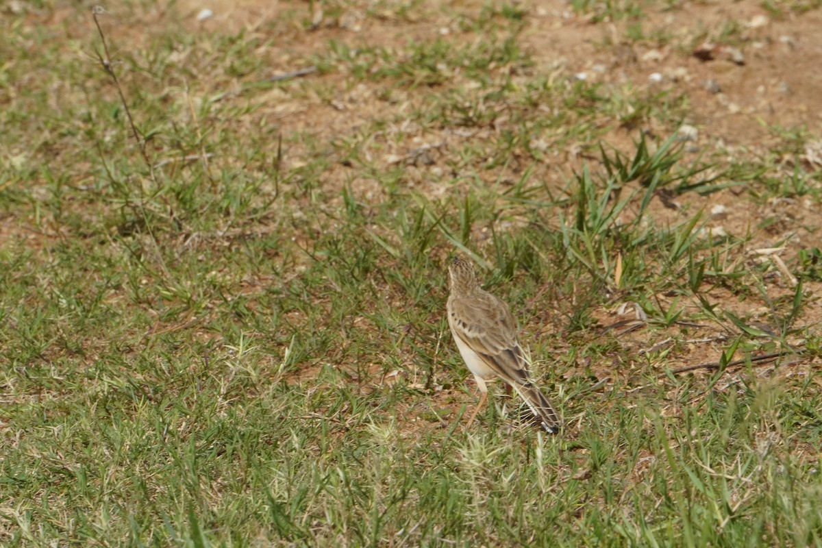 Pipit rousset - ML642428014