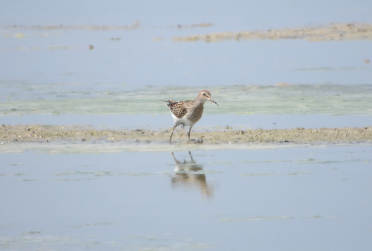Bécasseau à poitrine cendrée - ML642428018