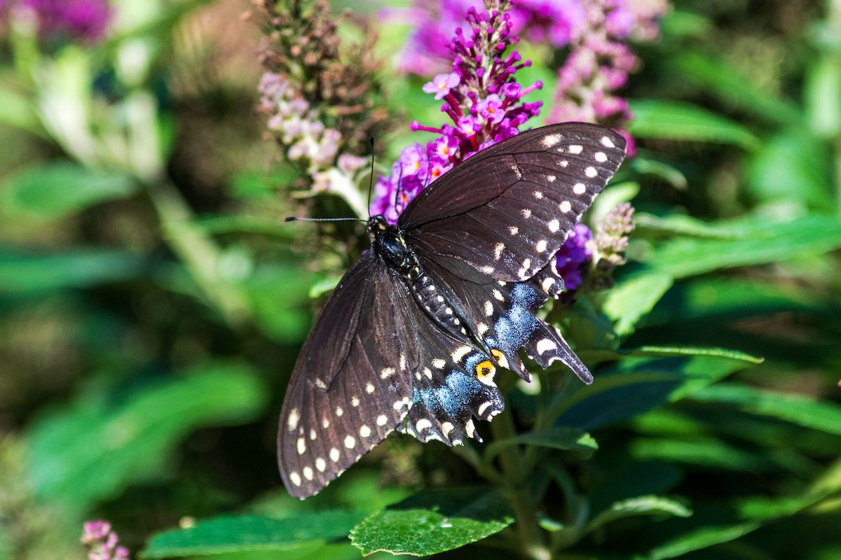 Black Swallowtail - ML642428064