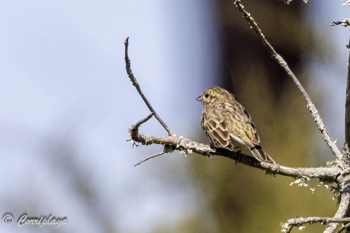 Hesi-berdantza - ML642428096