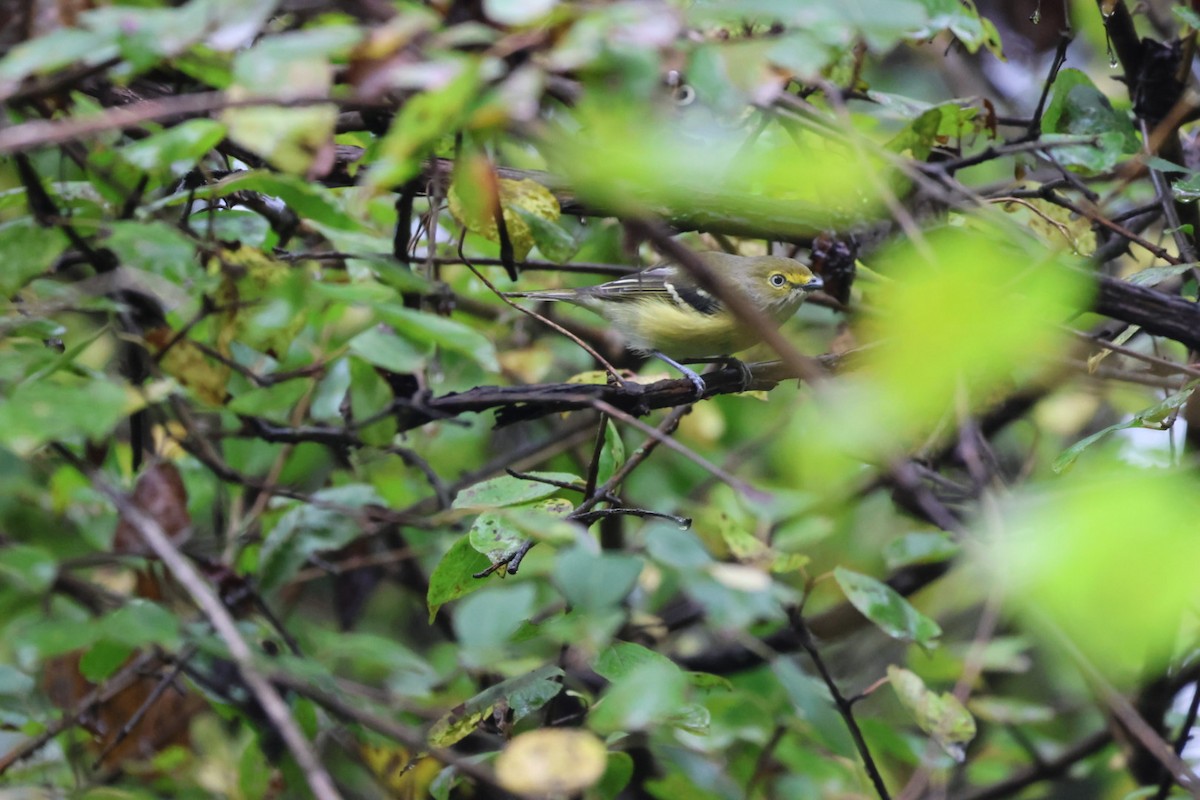 Ak Gözlü Vireo - ML642428106