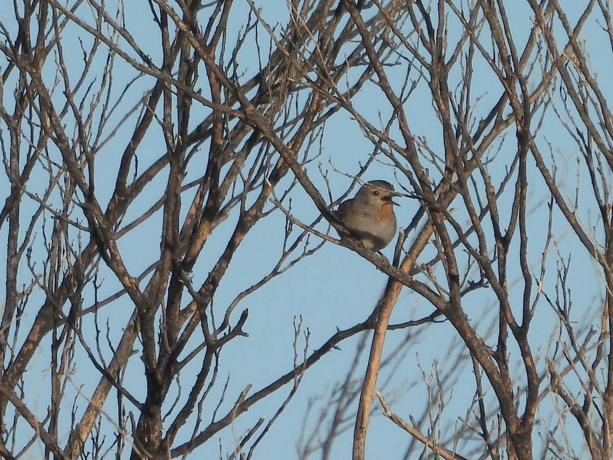 Redthroat - ML642428116