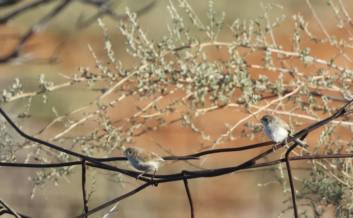 White-winged Fairywren - ML642428139