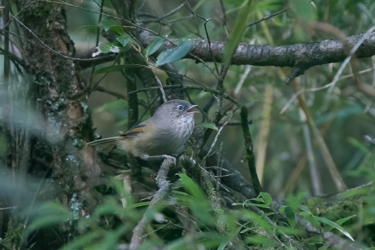 Taiwan Fulvetta - ML642428191