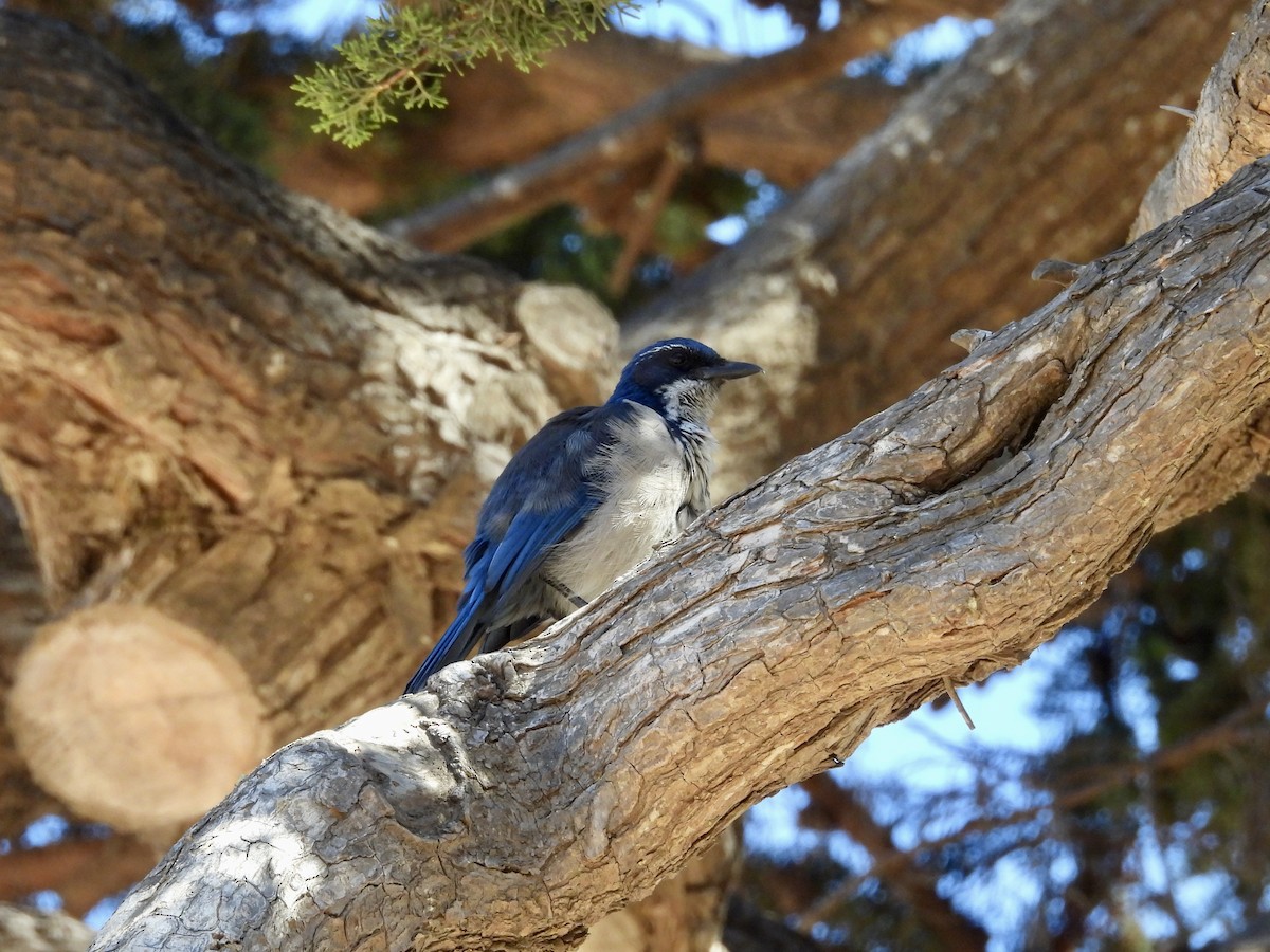 Island Scrub-Jay - ML642428192