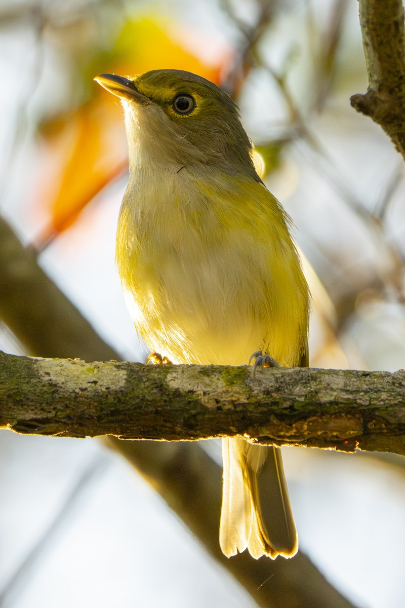 White-eyed Vireo - ML642428195
