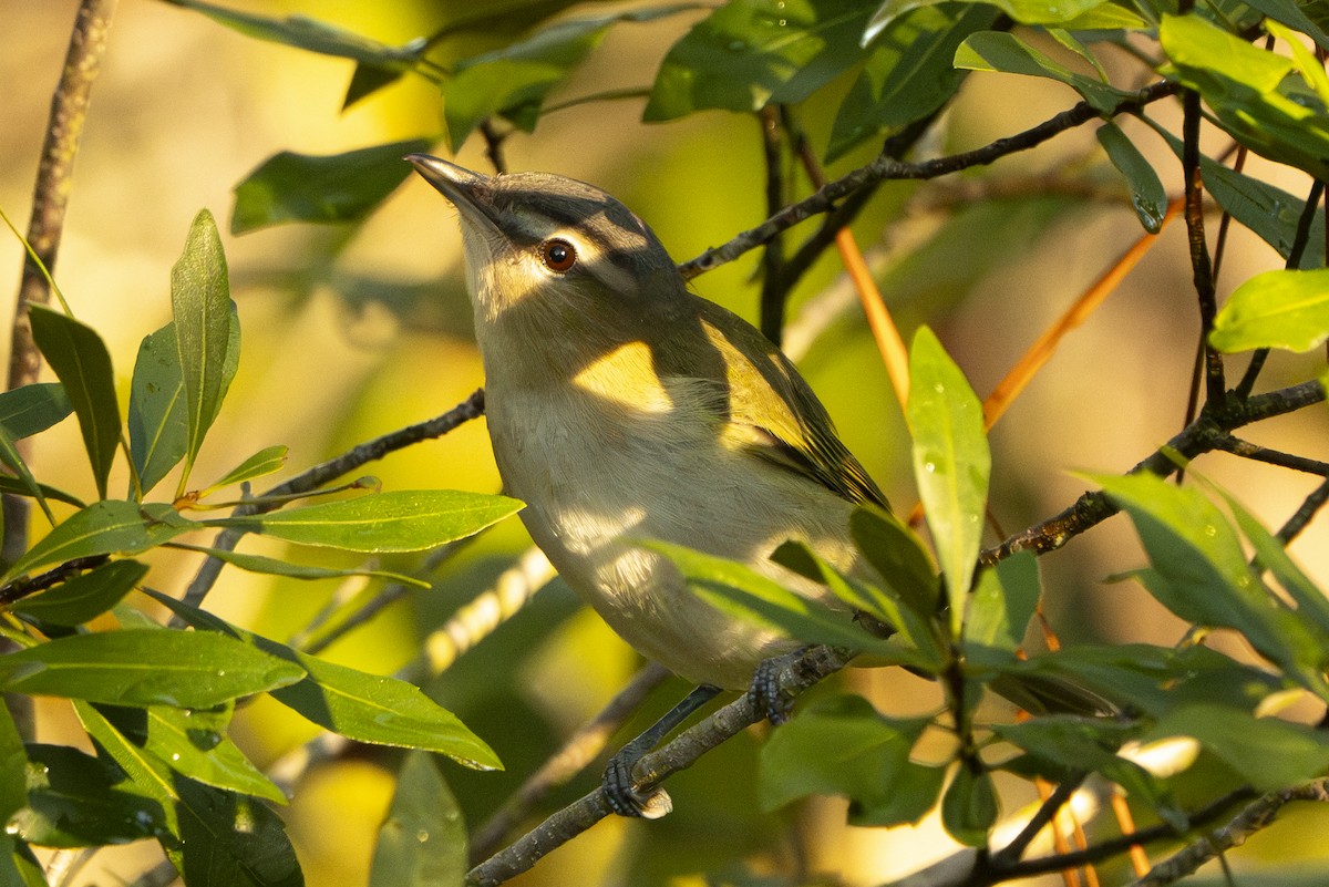 Red-eyed Vireo - ML642428197