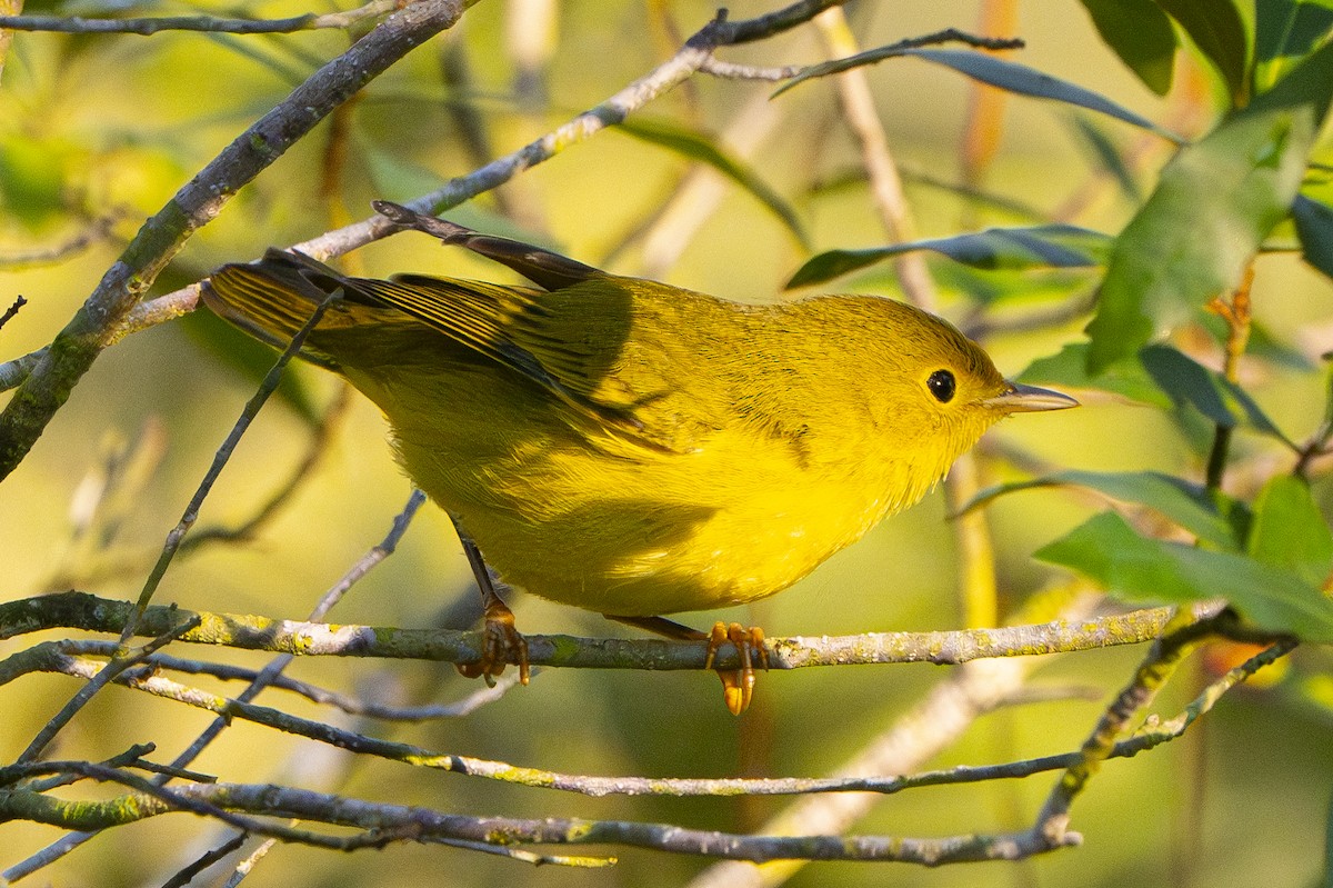 Northern Yellow Warbler - ML642428200