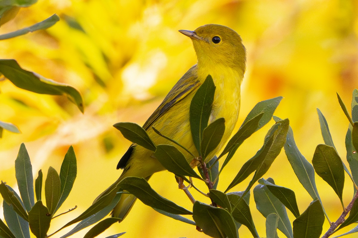 Northern Yellow Warbler - ML642428201