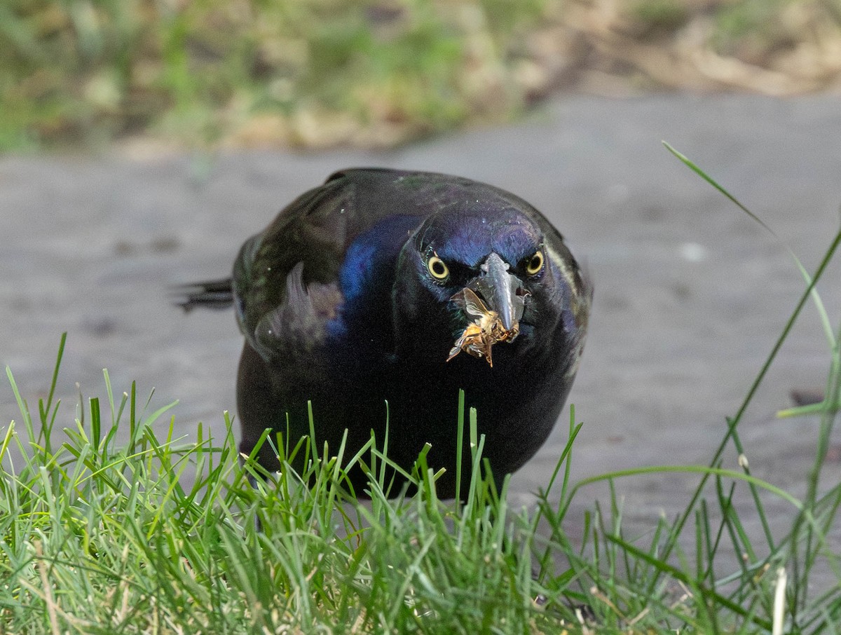 vlhovec lesklý - ML642428205