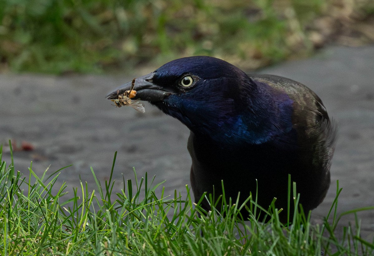 vlhovec lesklý - ML642428206