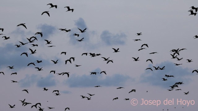 Glossy Ibis - ML642428231