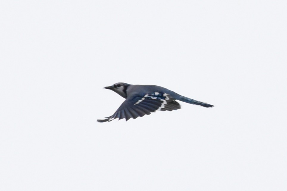 Blue Jay - ML642428241