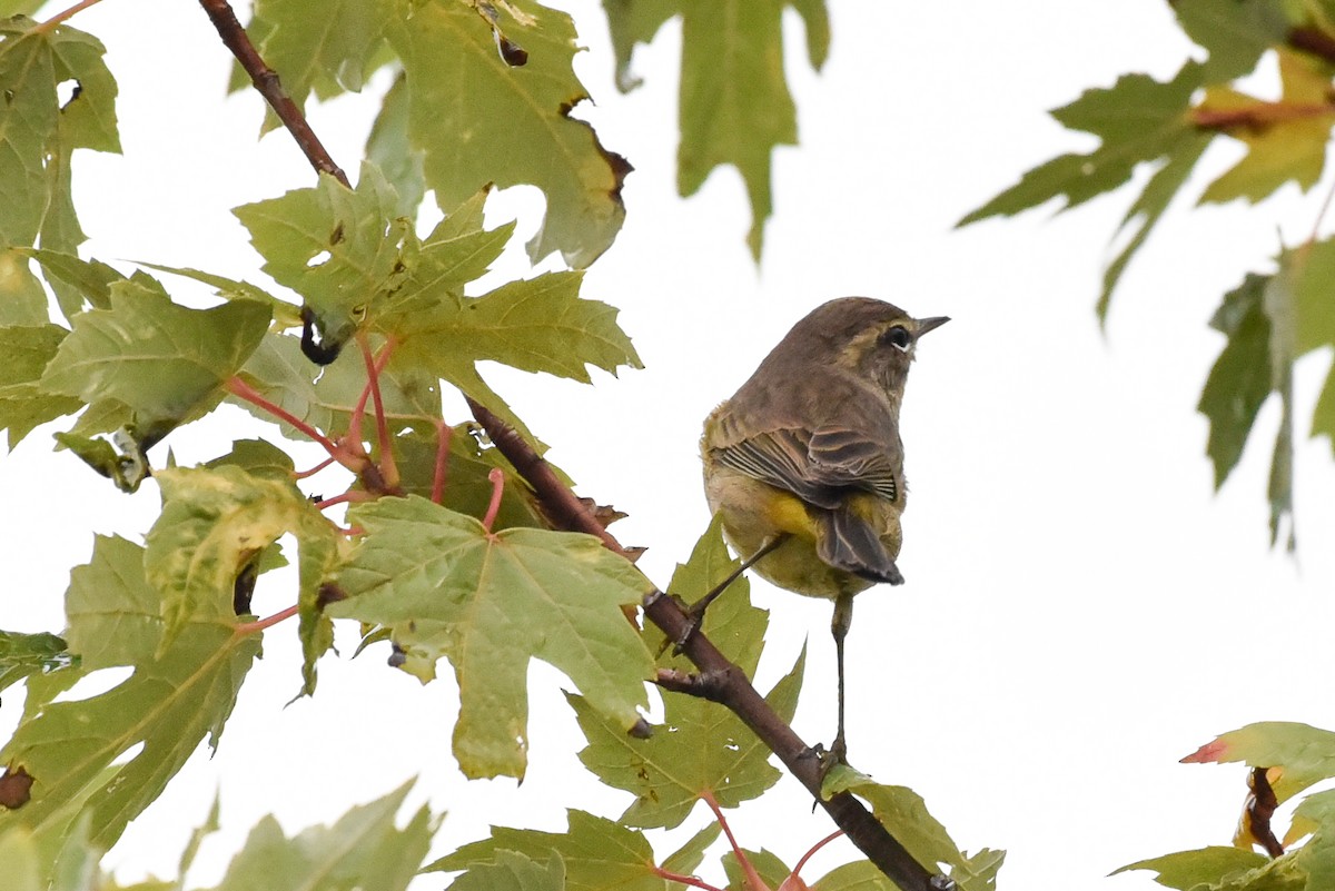 Palm Warbler - ML642428247
