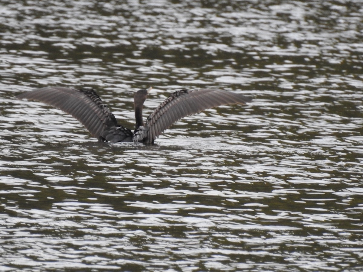Double-crested Cormorant - ML642428248