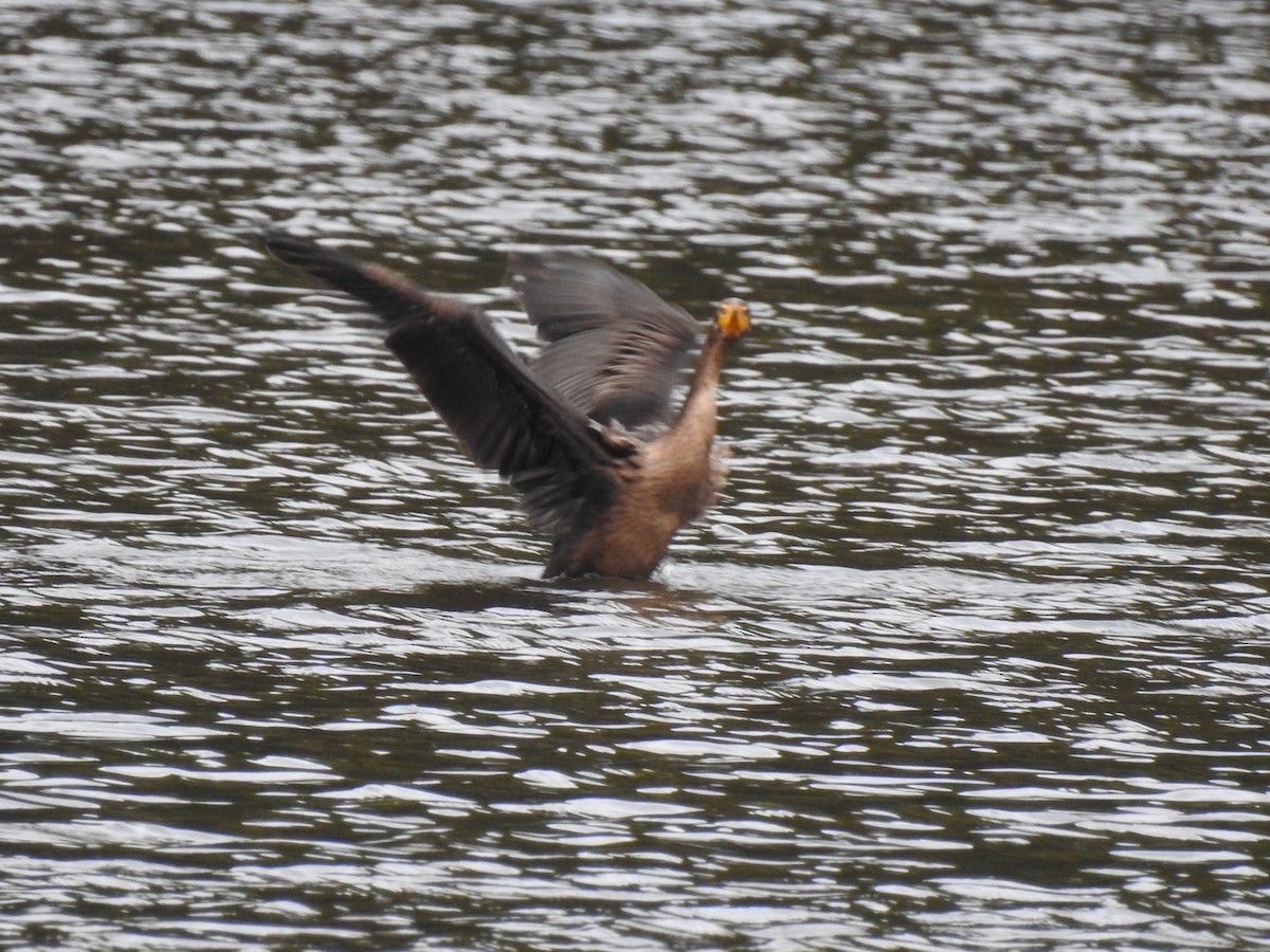Double-crested Cormorant - ML642428249