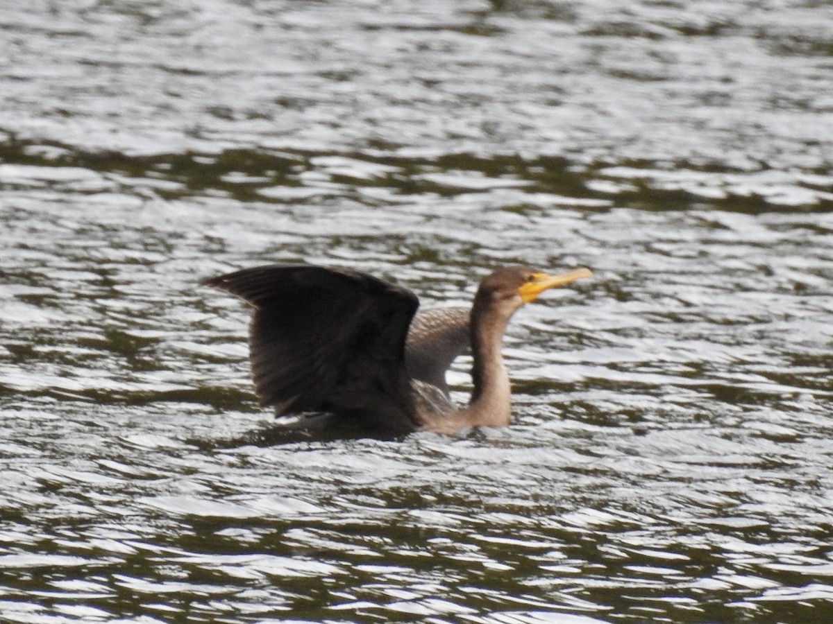 Double-crested Cormorant - ML642428250