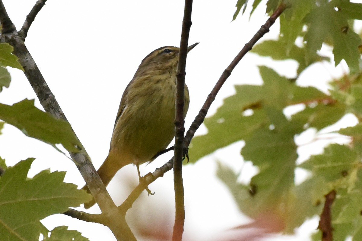 Palm Warbler - ML642428252