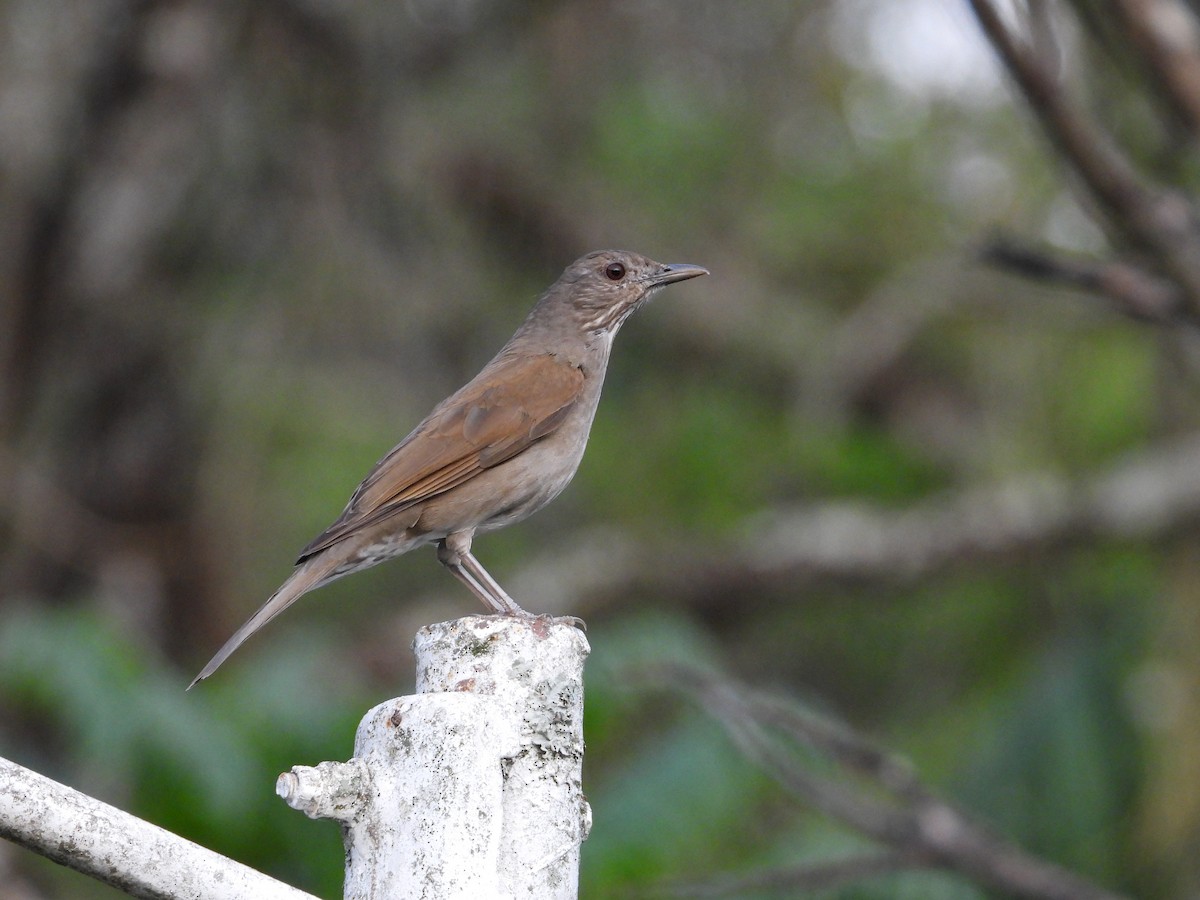 Pale-breasted Thrush - ML642428254
