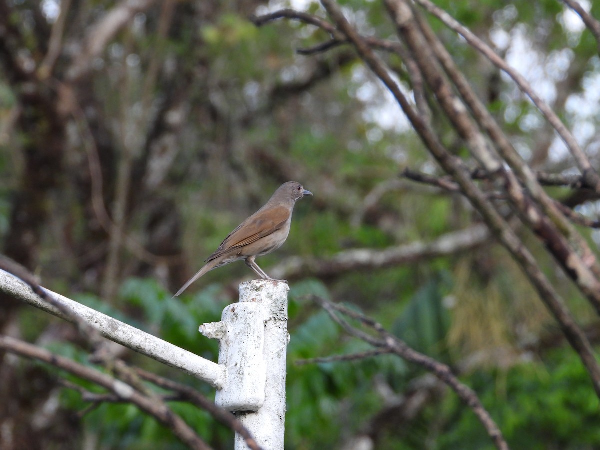 Pale-breasted Thrush - ML642428255