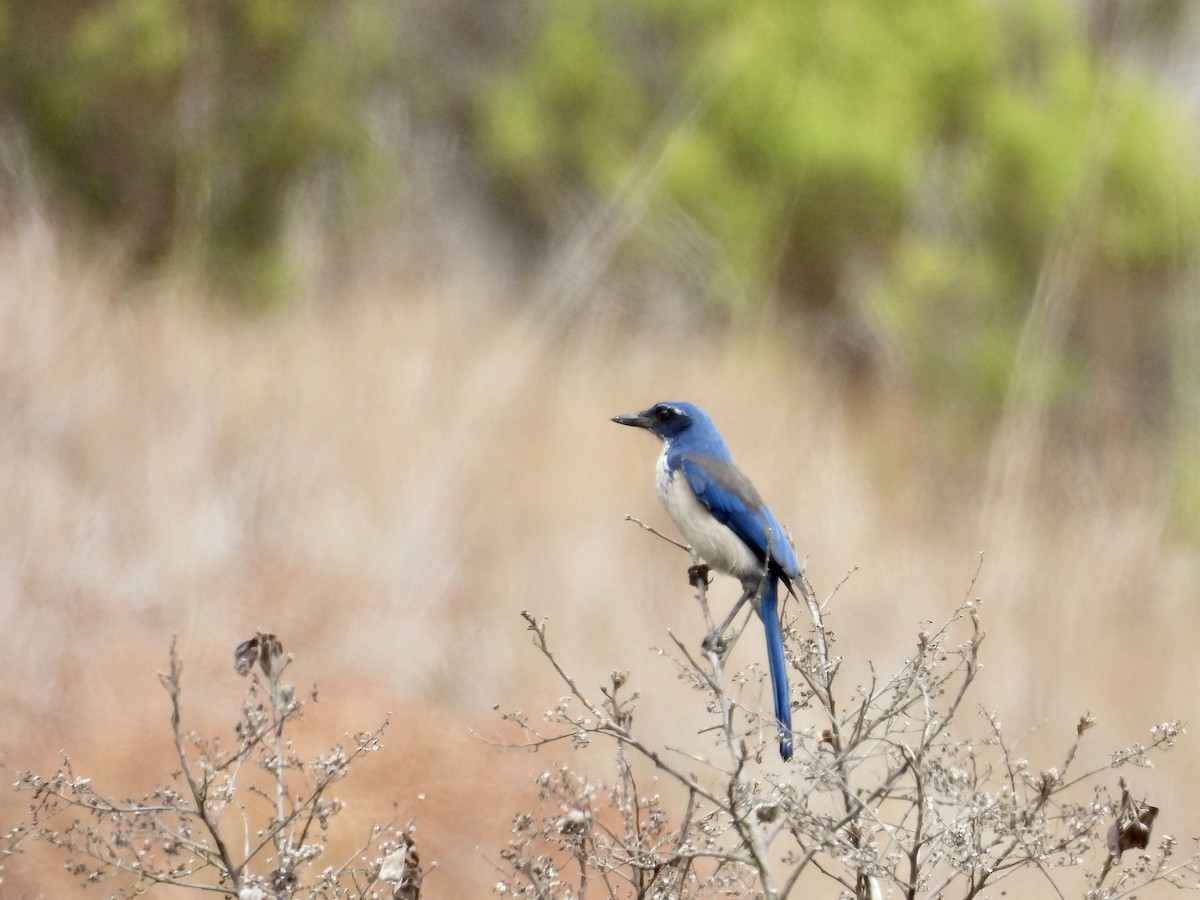 Island Scrub-Jay - ML642428257