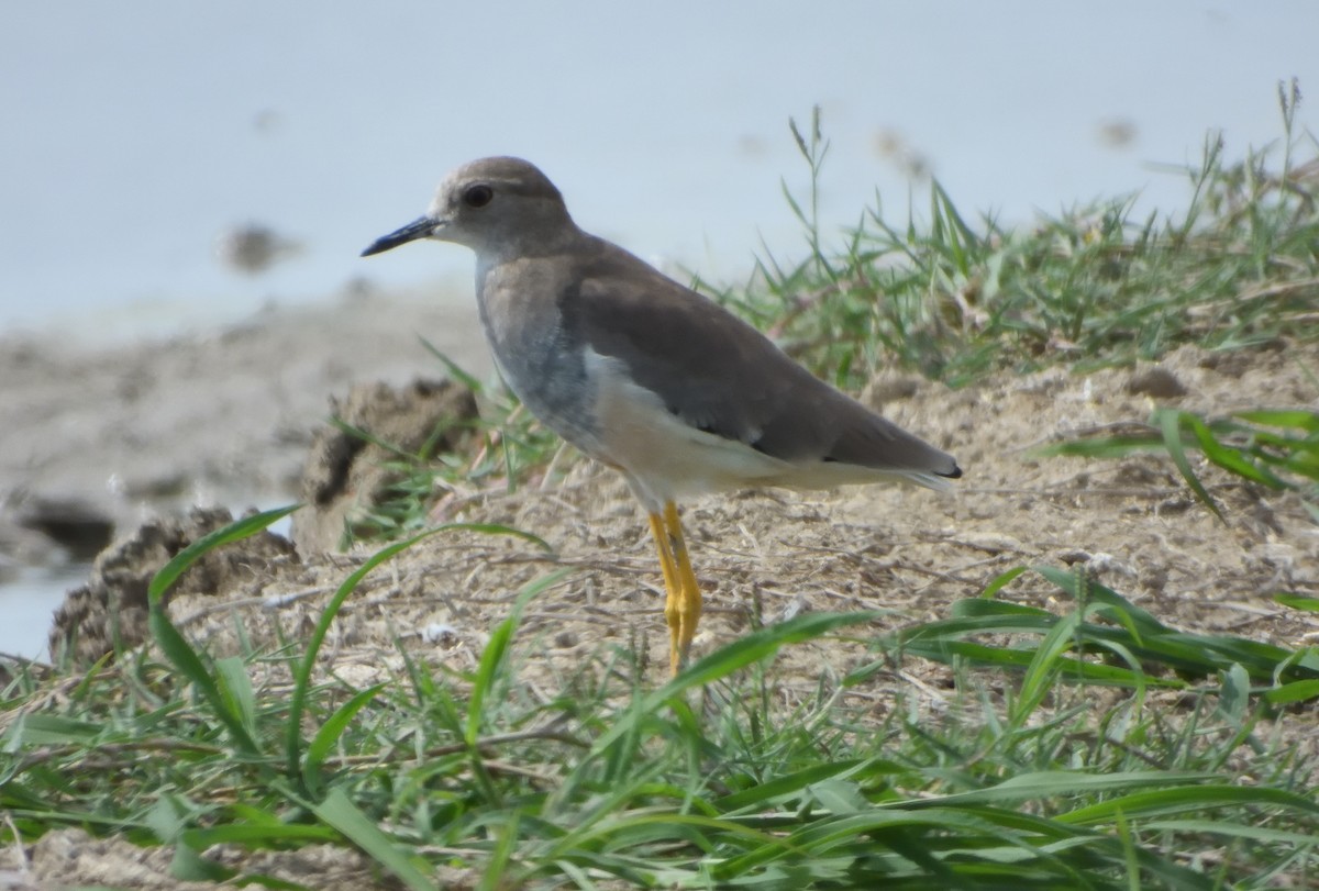 White-tailed Lapwing - ML642428262