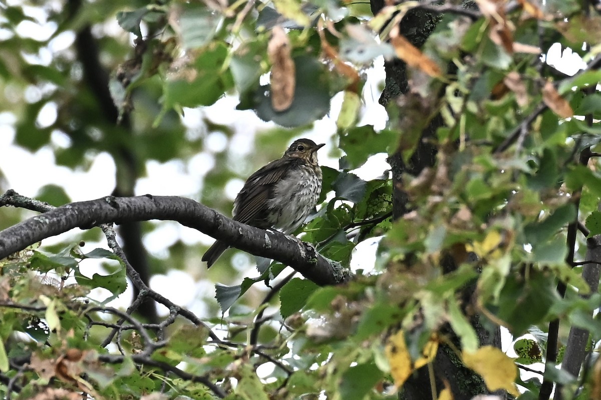 Swainson's Thrush - ML642428264