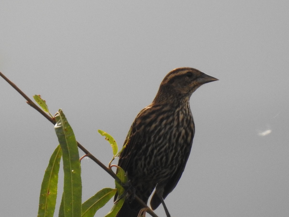 Red-winged Blackbird - ML642428265