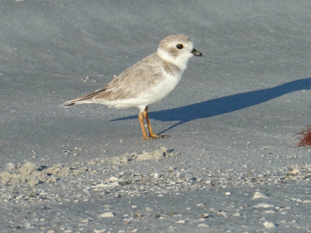 Piping Plover - ML642428270
