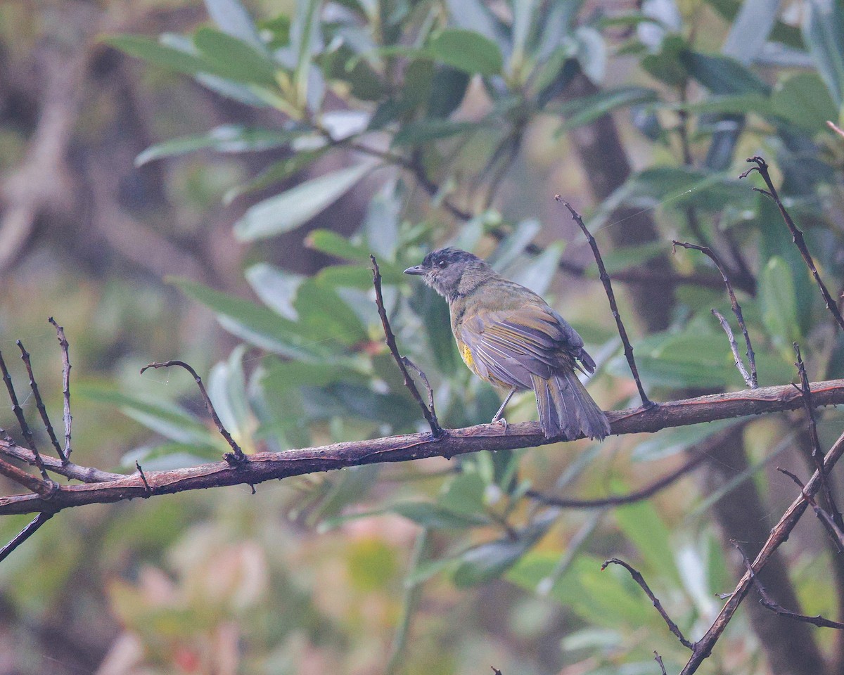 Black-and-yellow Silky-flycatcher - ML642428271