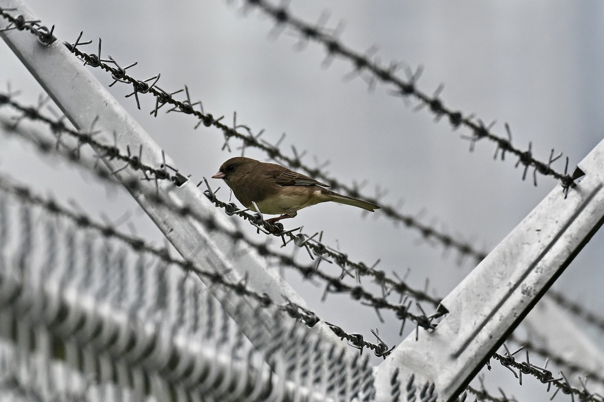 Dark-eyed Junco - ML642428272
