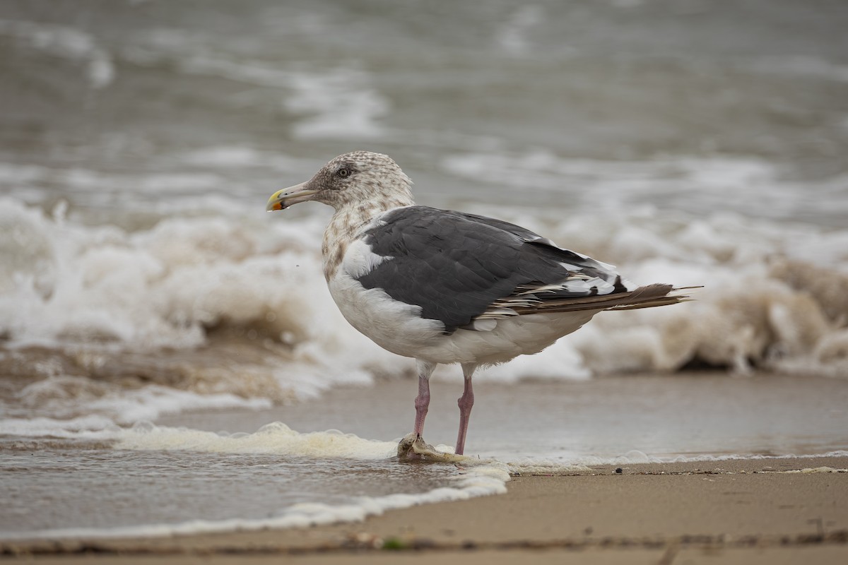 Slaty-backed Gull - ML642428274