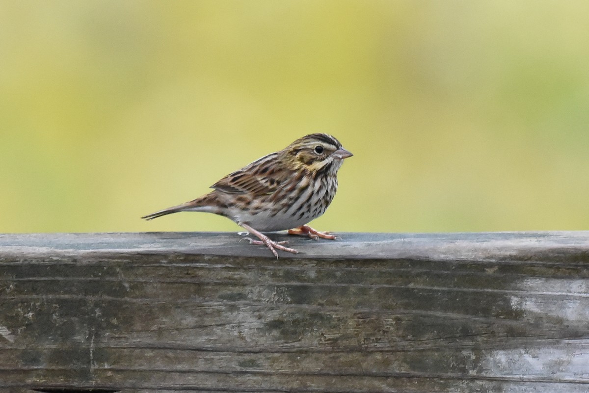 Savannah Sparrow - ML642428275