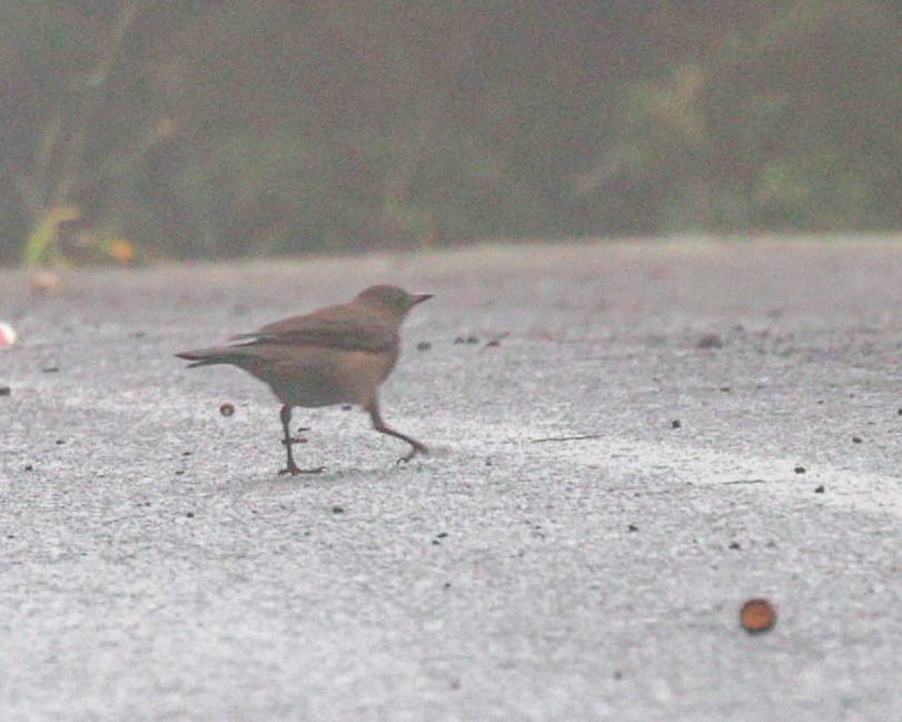 Mountain Thrush - ML642428278