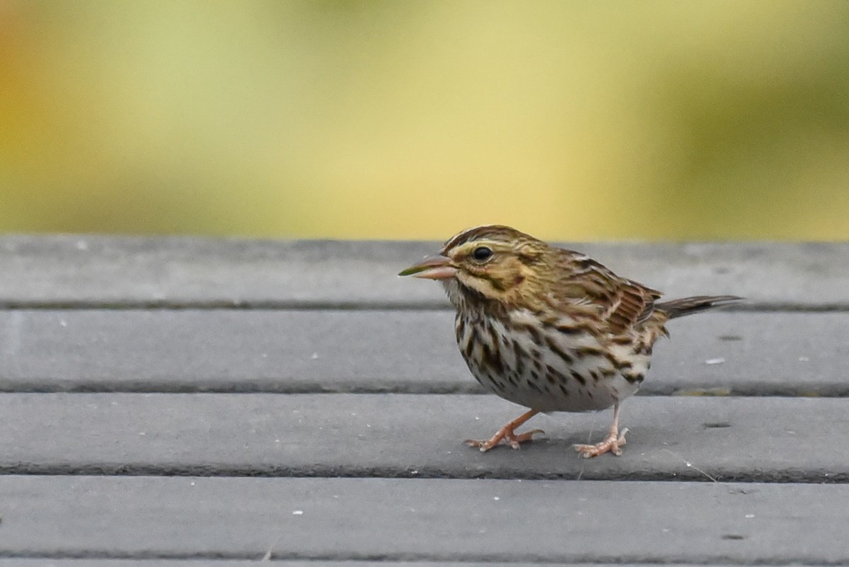 Savannah Sparrow - ML642428282