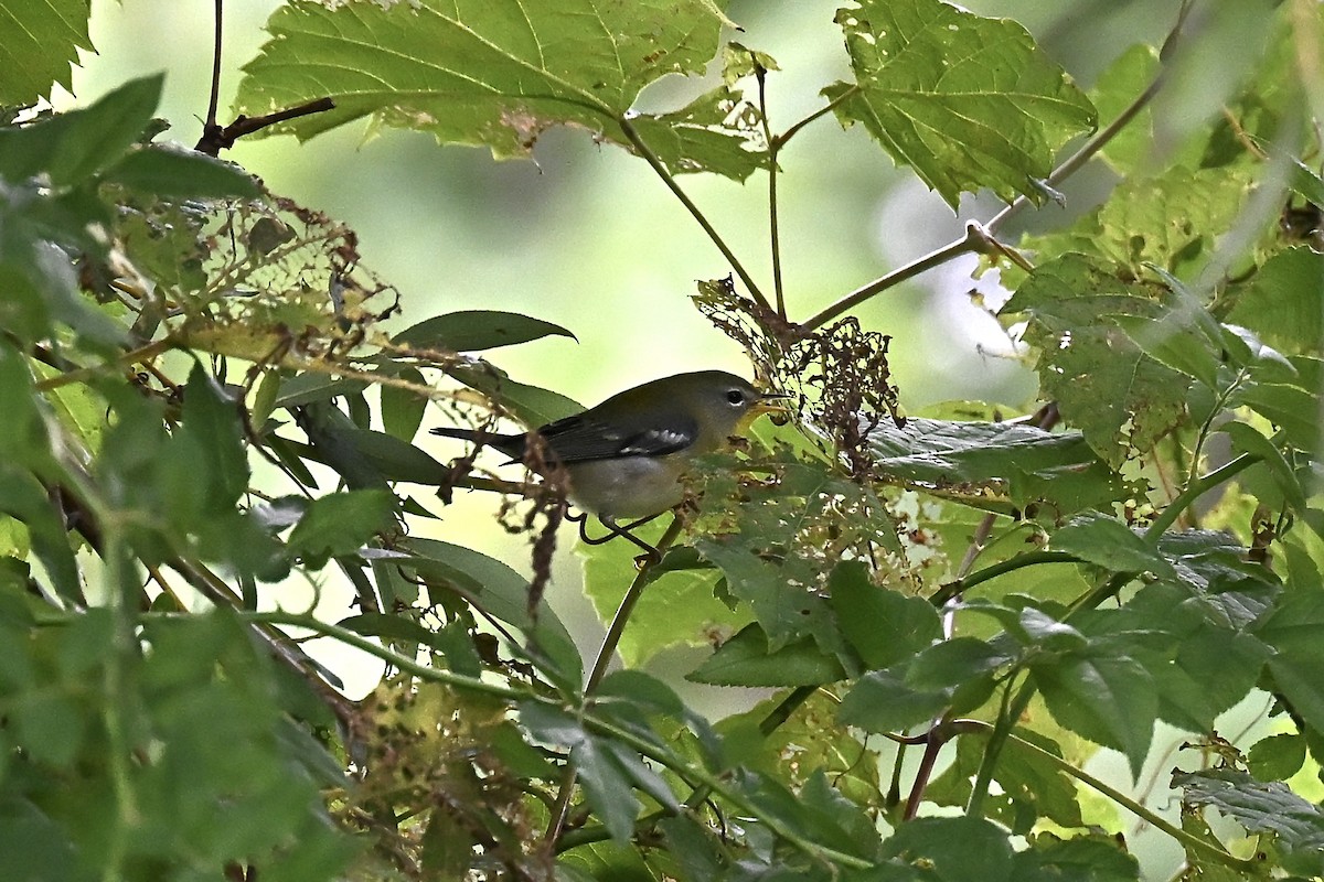 Kuzeyli Parula - ML642428358