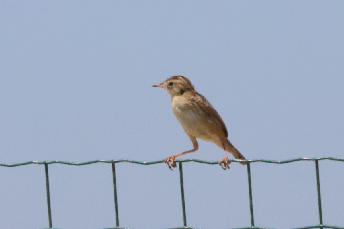 Yelpazekuyruk [juncidis grubu] - ML642428364