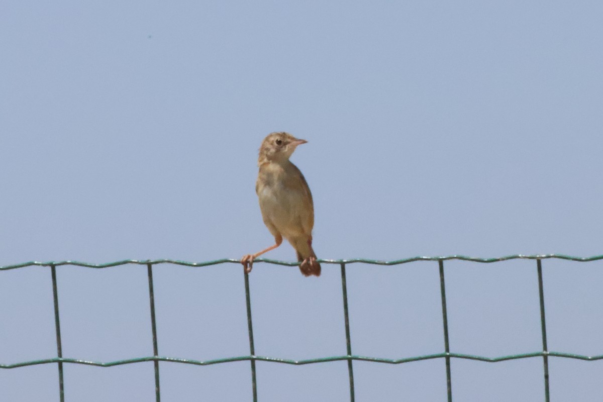 Yelpazekuyruk [juncidis grubu] - ML642428365
