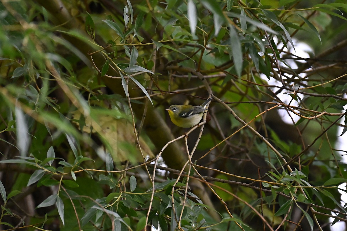 Kuzeyli Parula - ML642428372