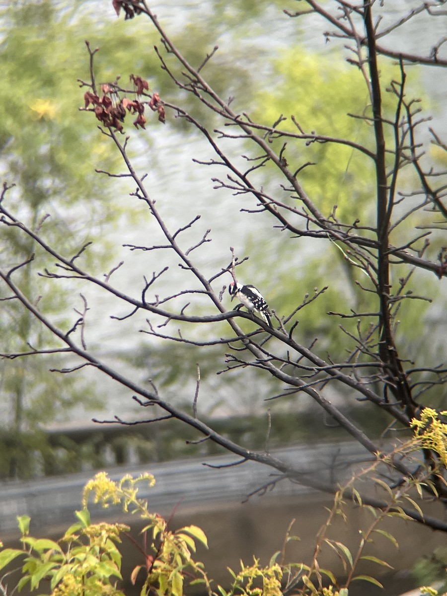 Downy Woodpecker - ML642428463