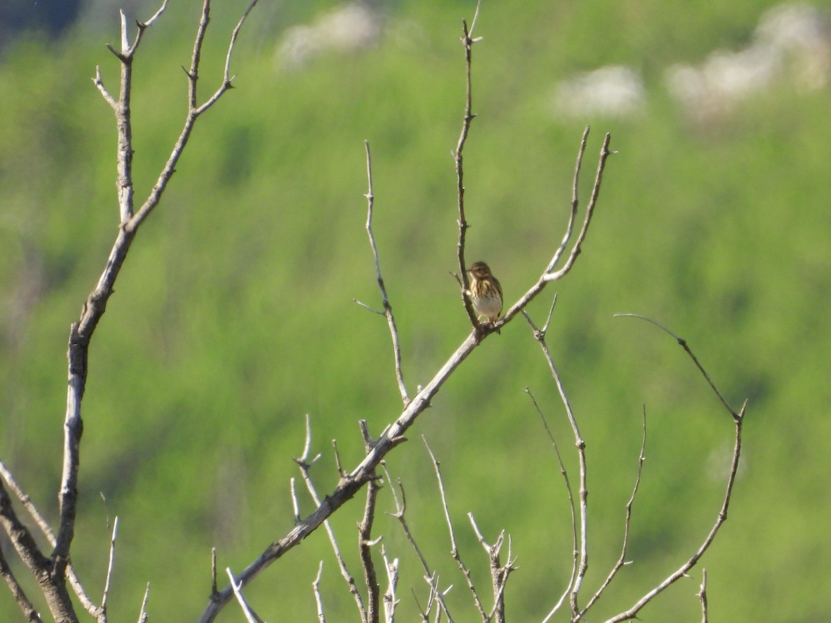 Pipit des arbres - ML642428487