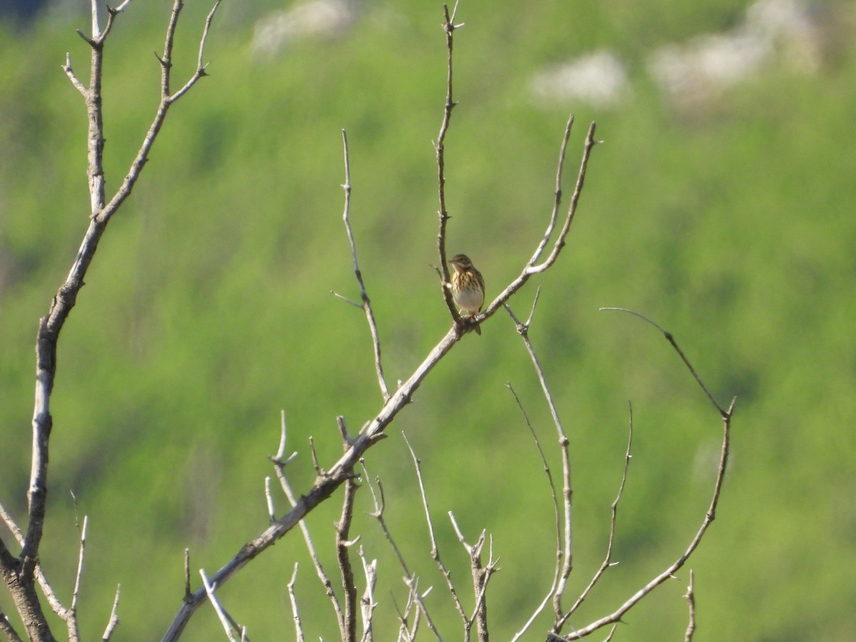 Pipit des arbres - ML642428493