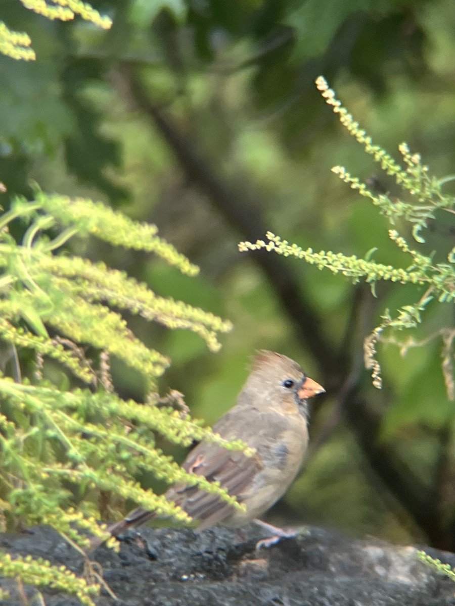 Cardinal rouge - ML642428502
