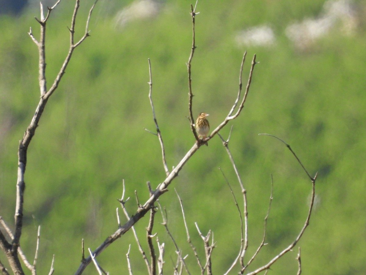 Pipit des arbres - ML642428517