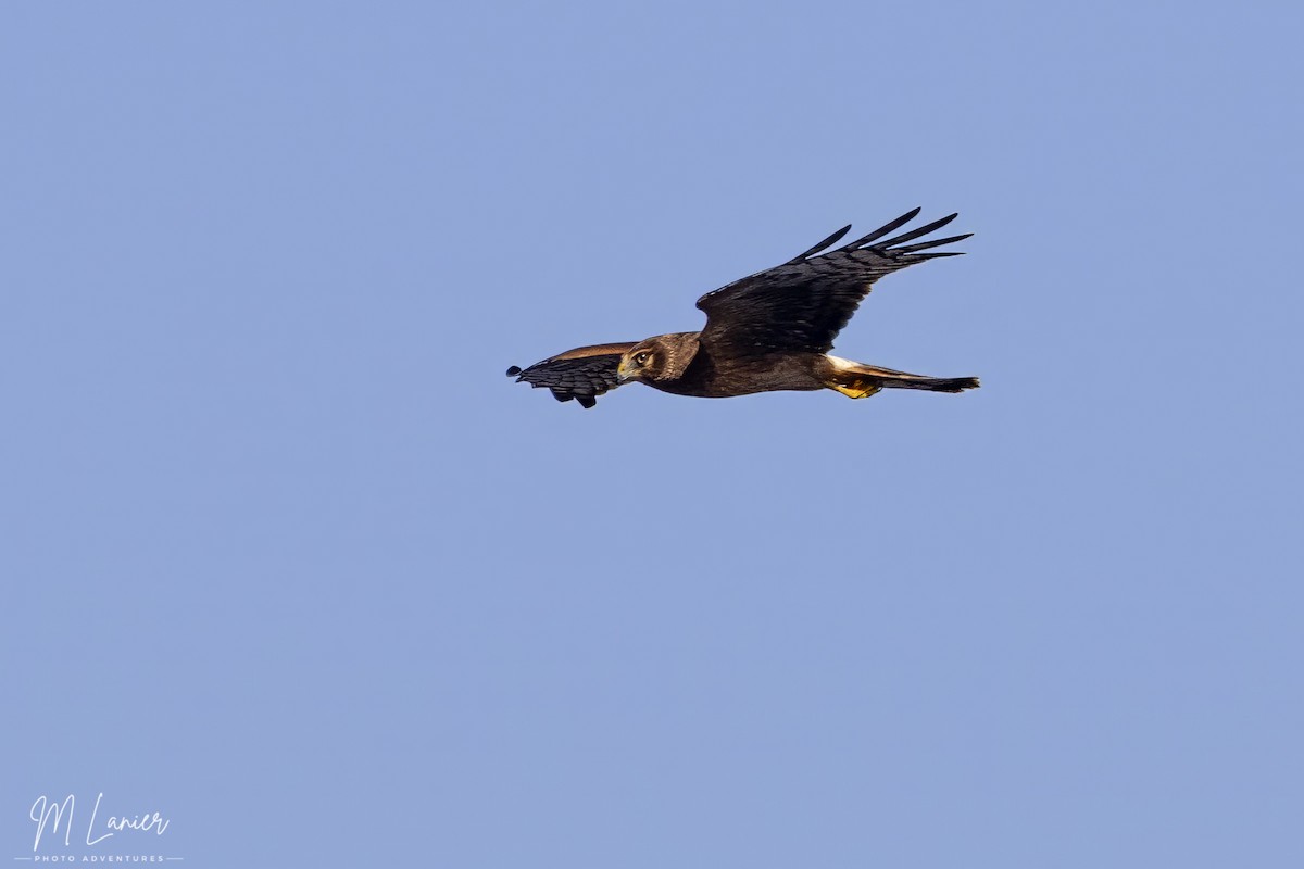 Northern Harrier - ML642428539