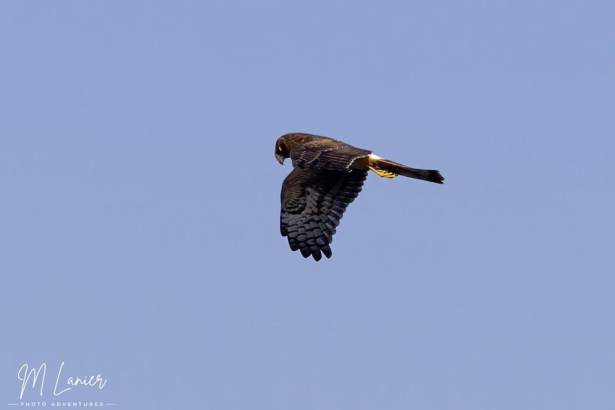 Northern Harrier - ML642428540