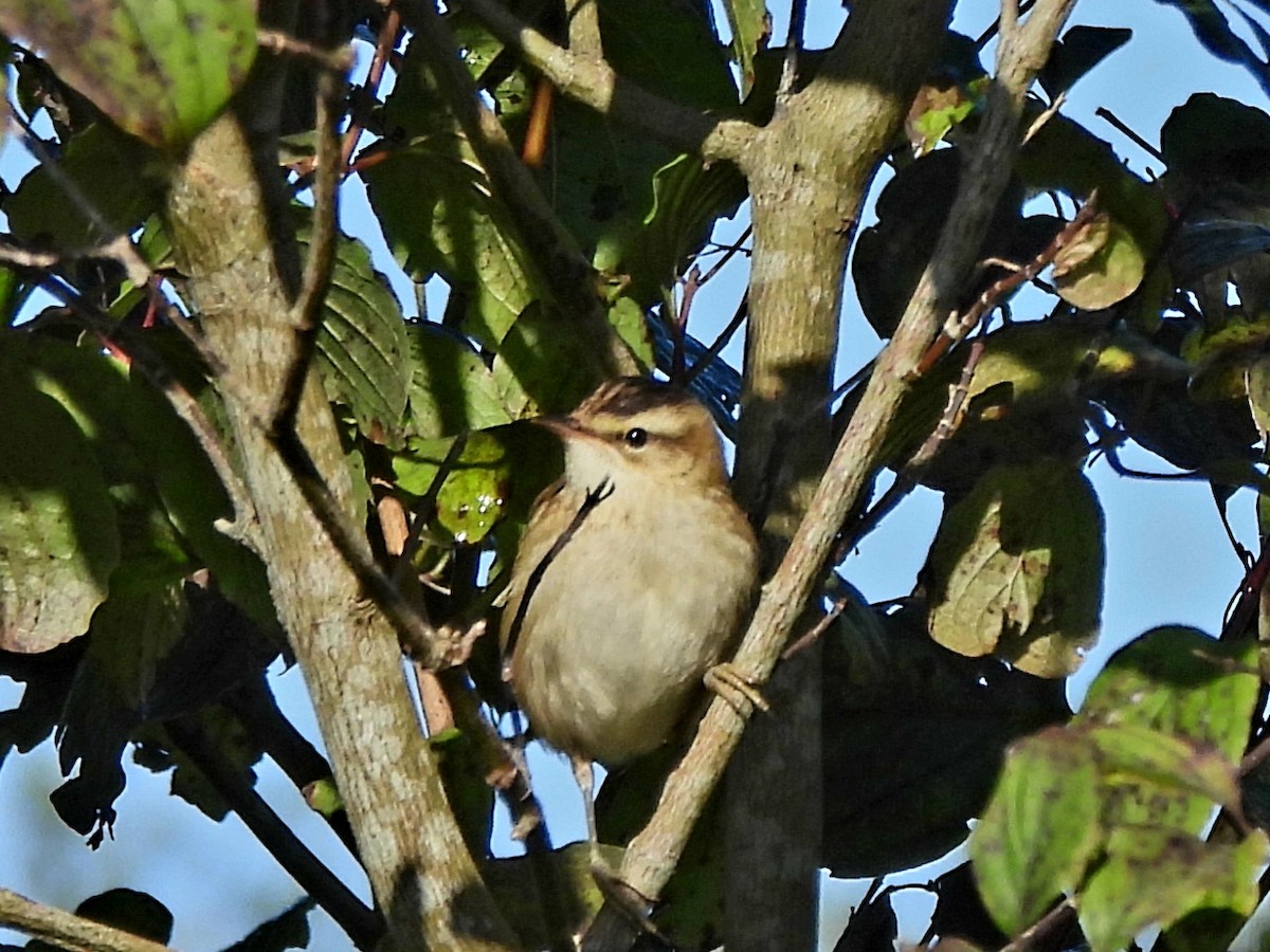 Sedge Warbler - ML642428552