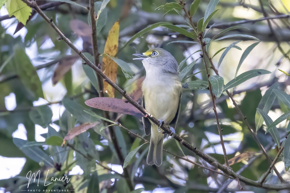 White-eyed Vireo - ML642428553