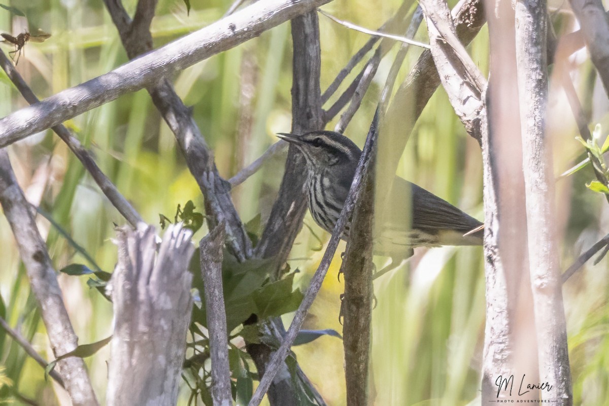 Northern Waterthrush - ML642428561
