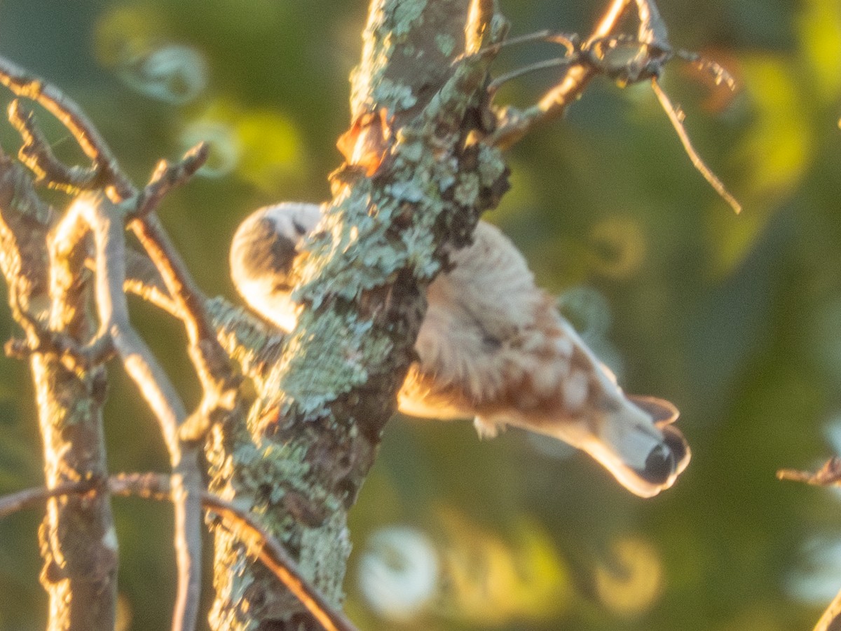 White-breasted Nuthatch - ML642428571